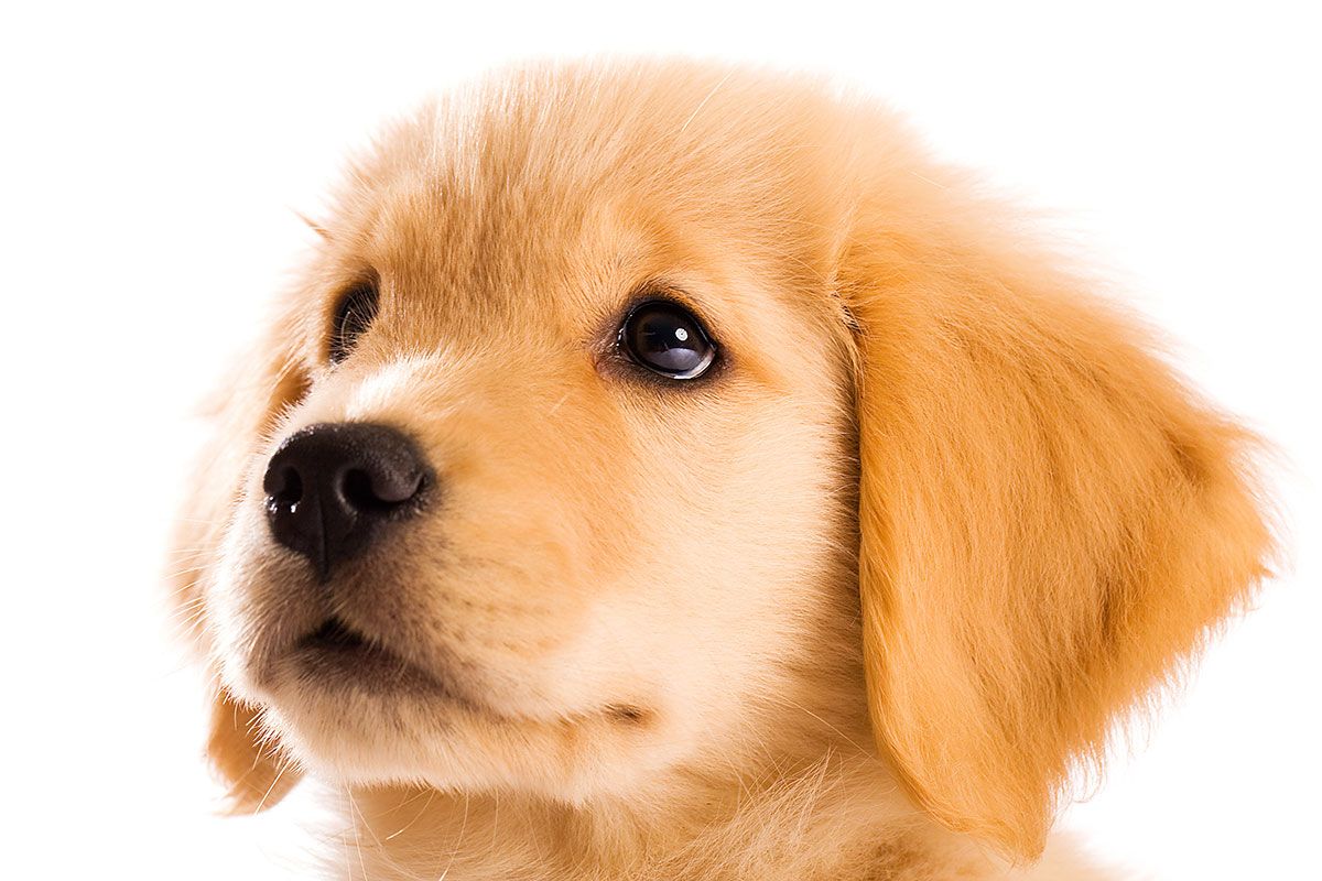 Golden retriever puppy